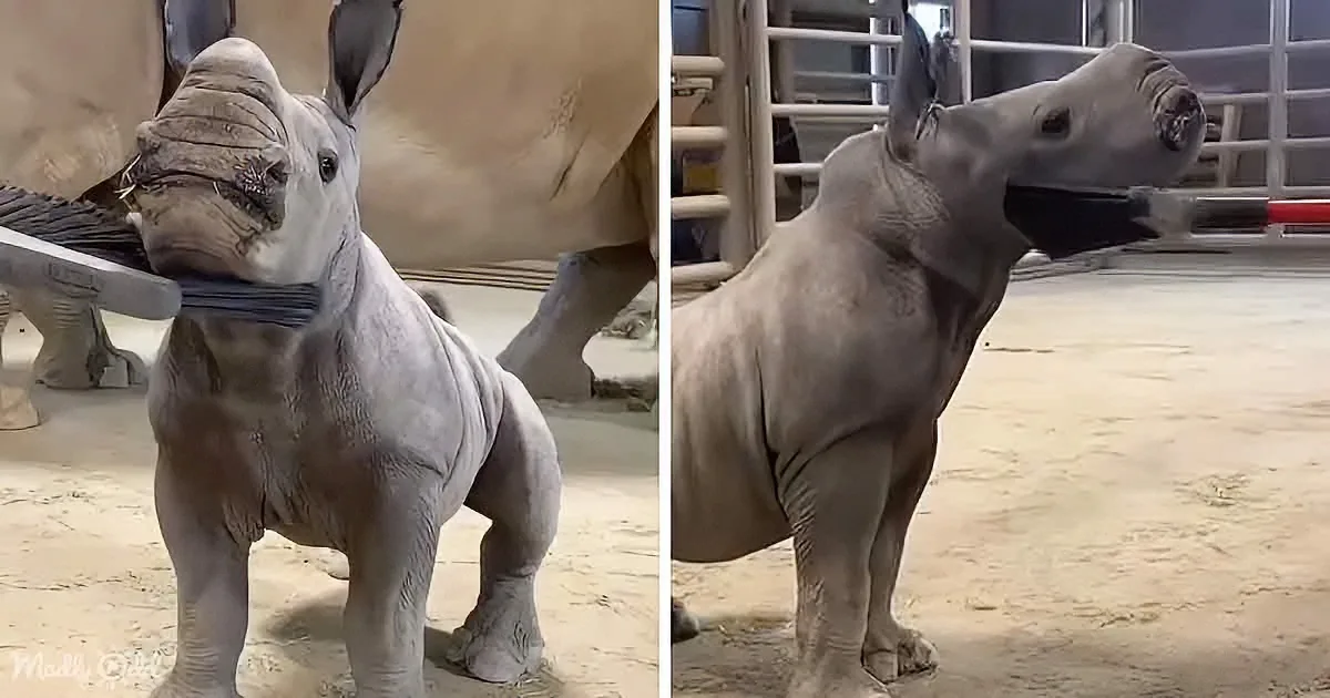 A baby rhino stands on sand, looking up, with its mother partially visible behind it.