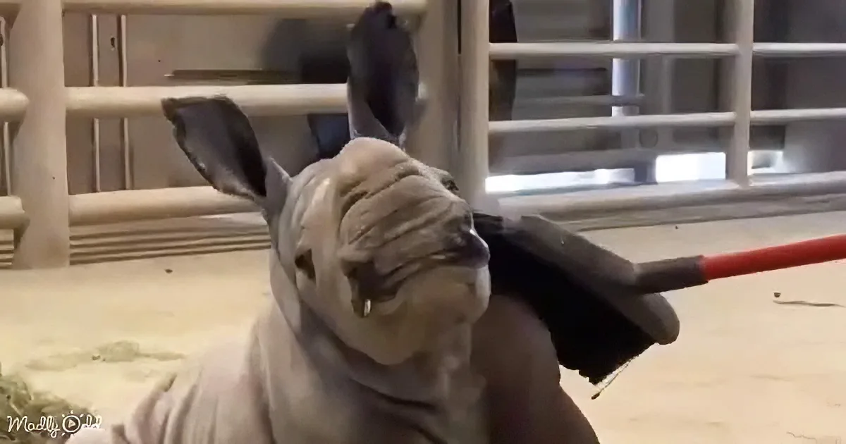 A French Bulldog is playfully interacting with a person's hand, appearing to "fight" or engage in a mock battle.