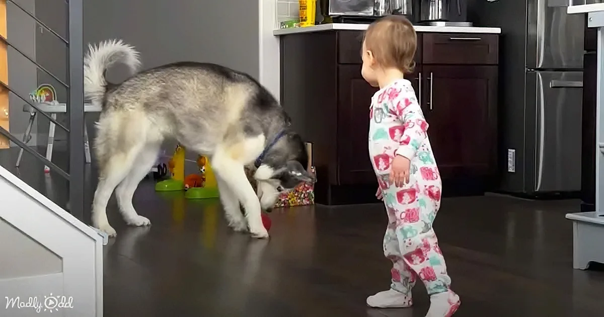 A baby in pajamas stands near a dog sniffing a red ball on the floor.