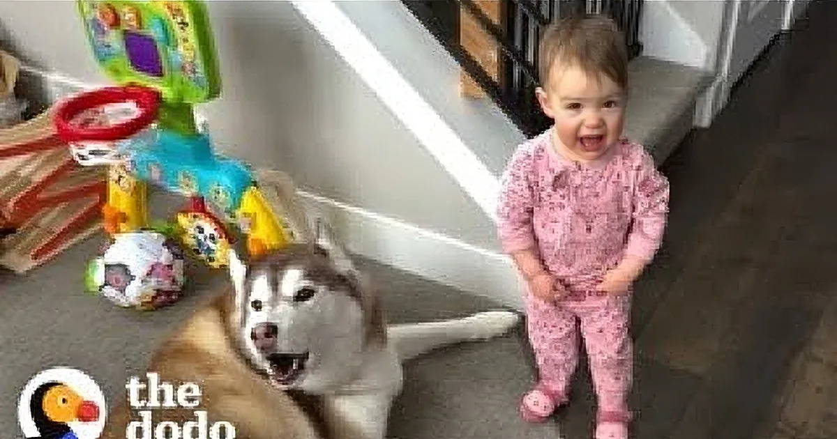 A baby in pajamas stands facing a husky dog in a living room with furniture and toys in the background.