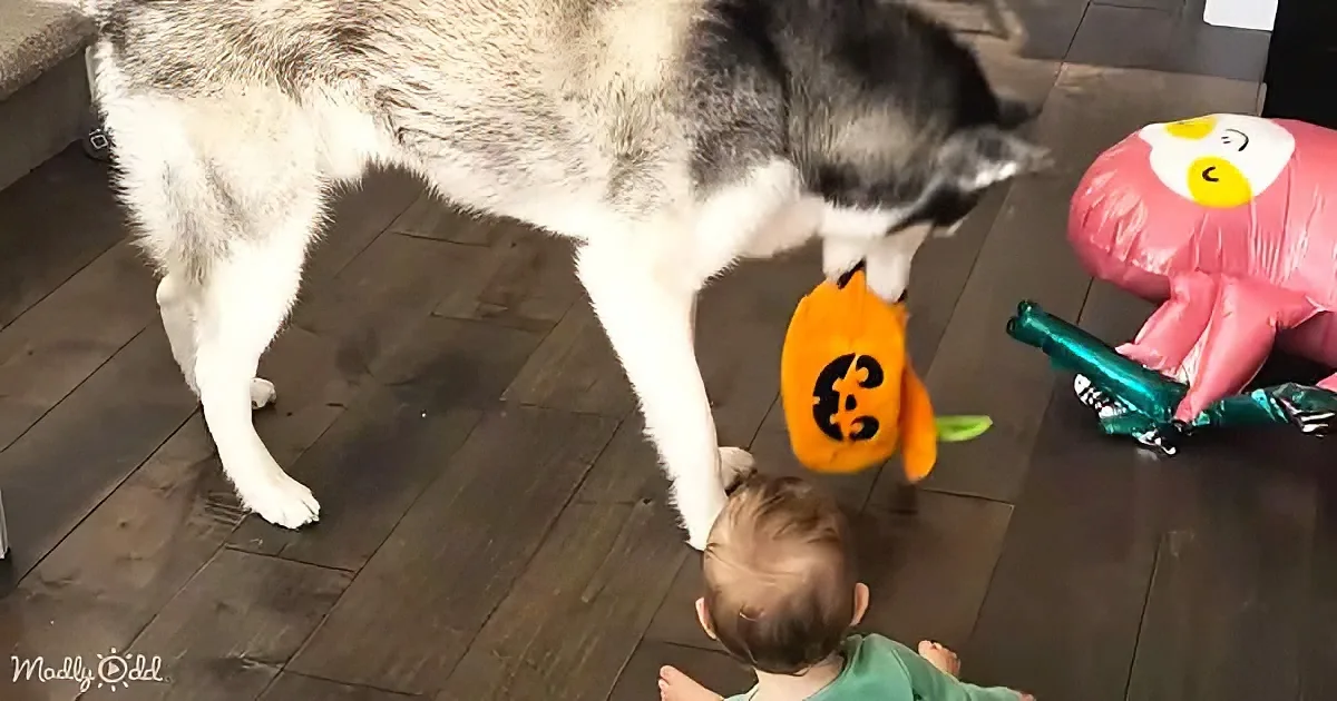 A husky dog holds a pumpkin toy near a baby on the floor, with another inflatable toy nearby.