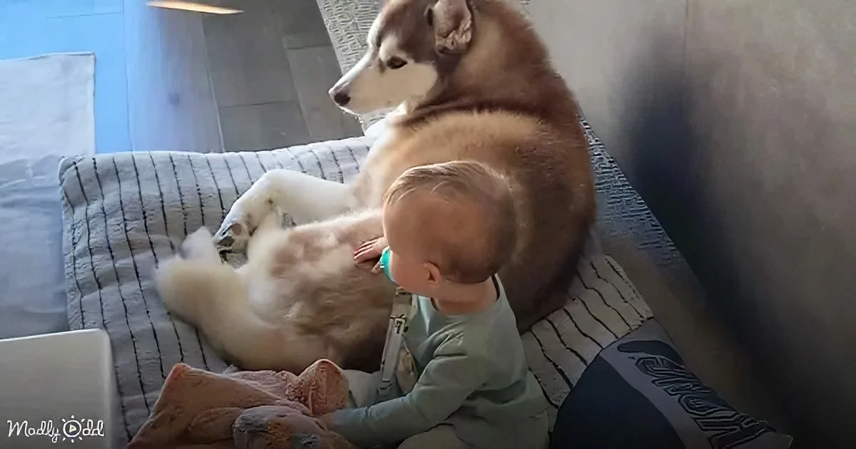 A toddler sits on a couch, gently holding a large, calm husky dog.