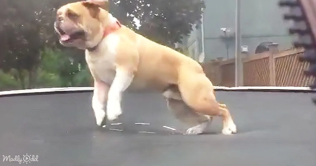Discover the Bulldog's Bouncy Love Affair With Trampolines