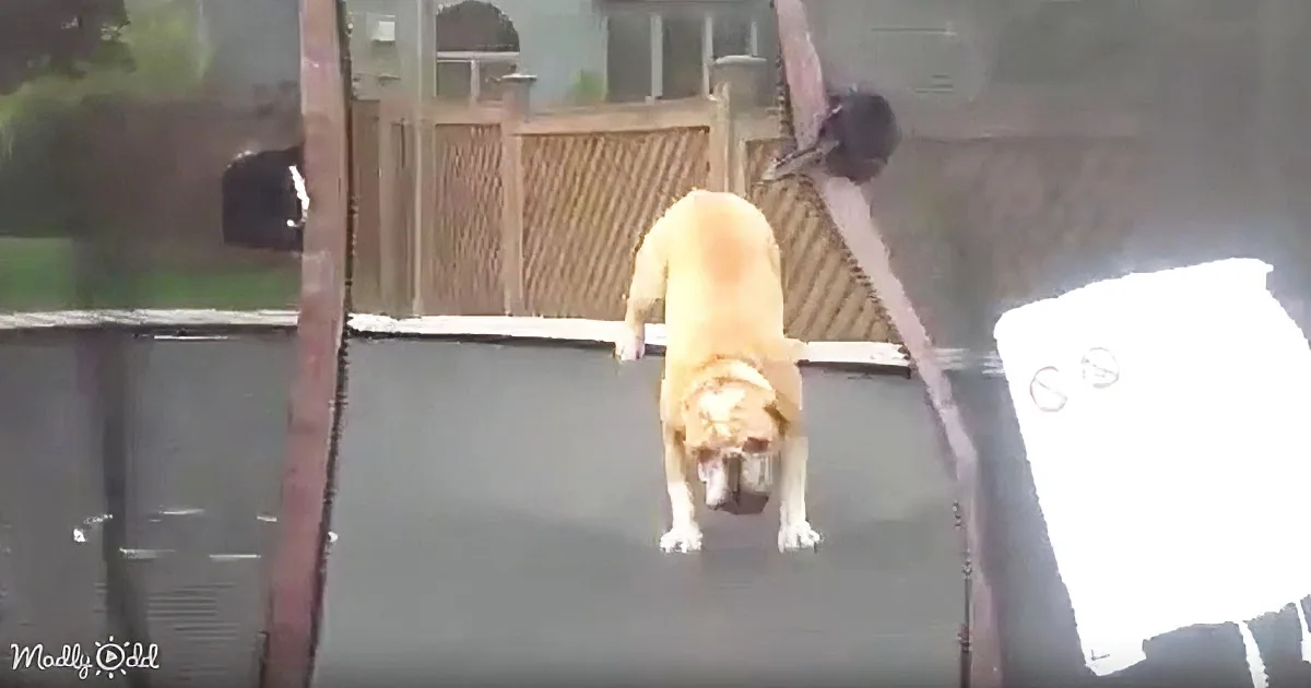 A dog stands on a trampoline, looking down, with a wooden fence and house in the background.