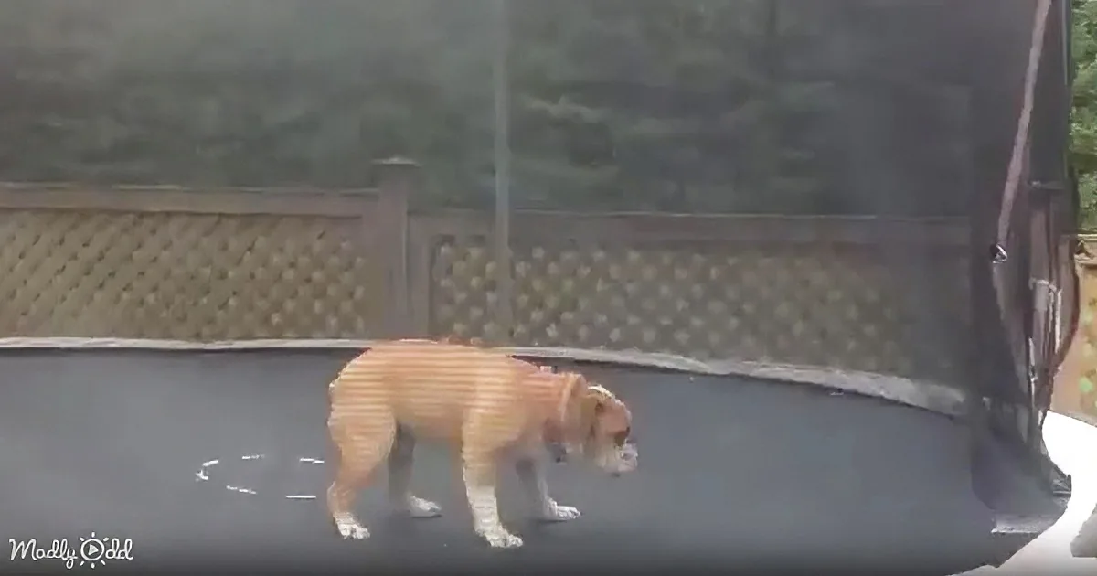 A dog with a striped pattern stands on a trampoline, looking down.