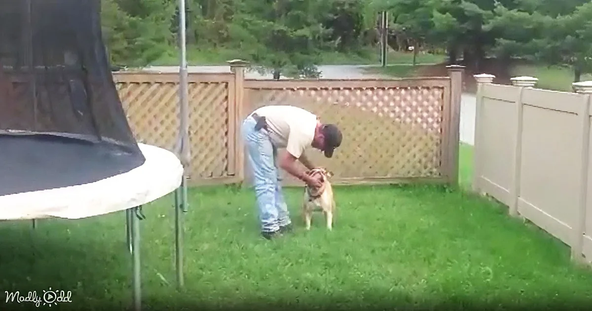 A man bends down to pet a small dog in a grassy backyard with a wooden fence.