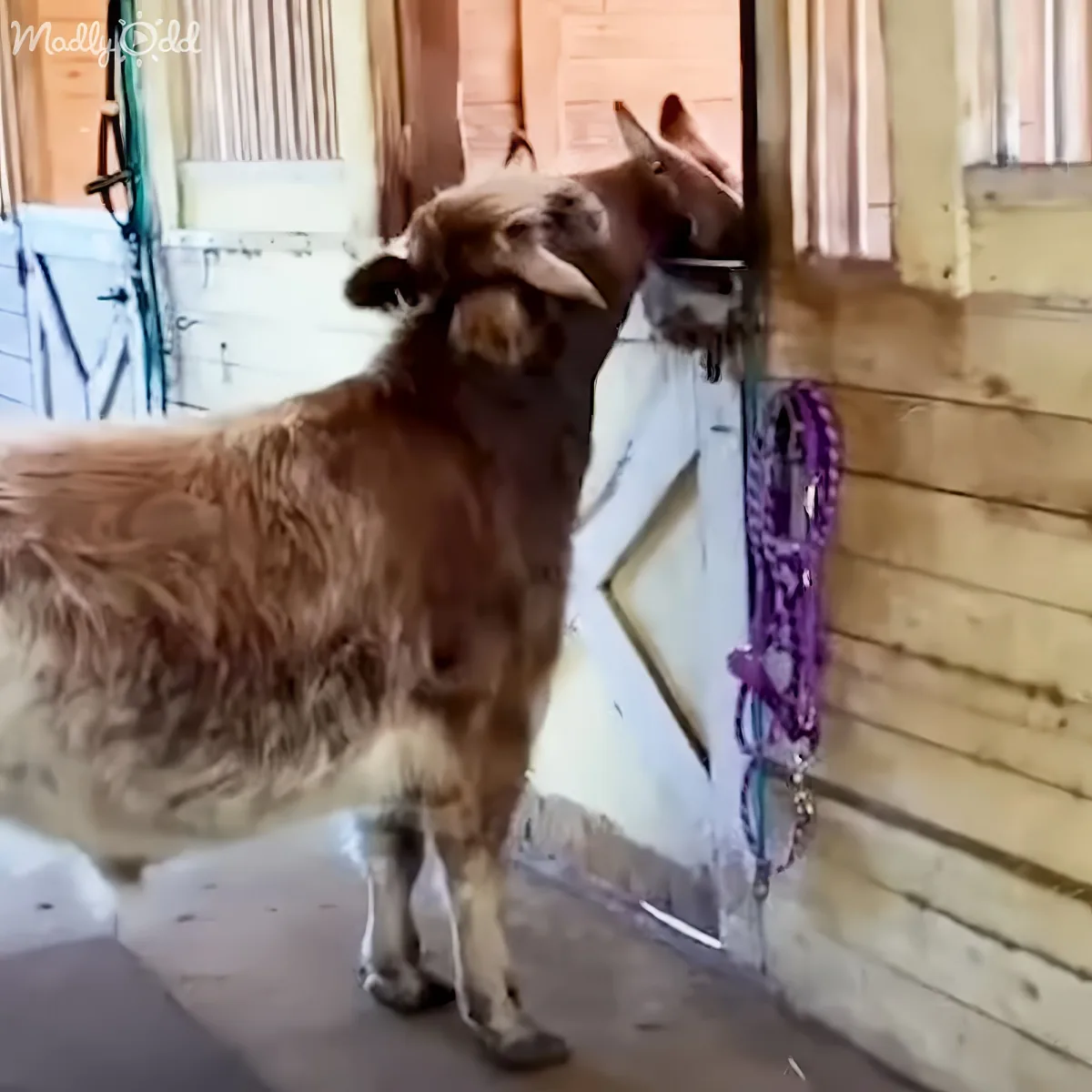 A brown goat with a white patch stands near a stable door, sniffing something on the ground.