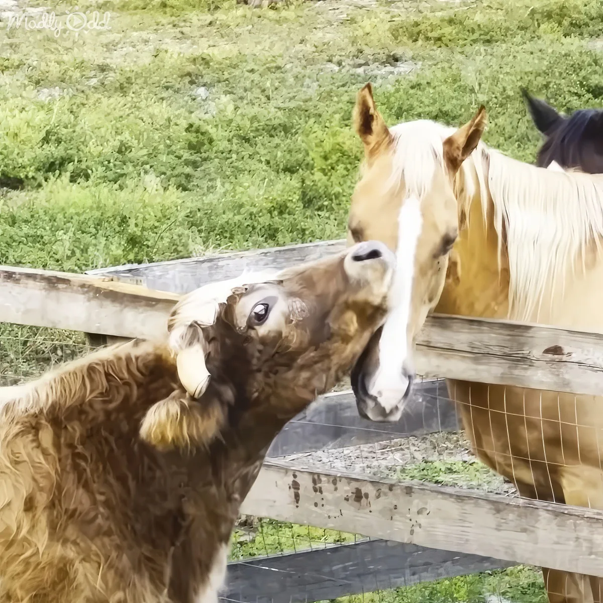 A cow and a horse are affectionately nuzzling each other through a fence in a grassy field.