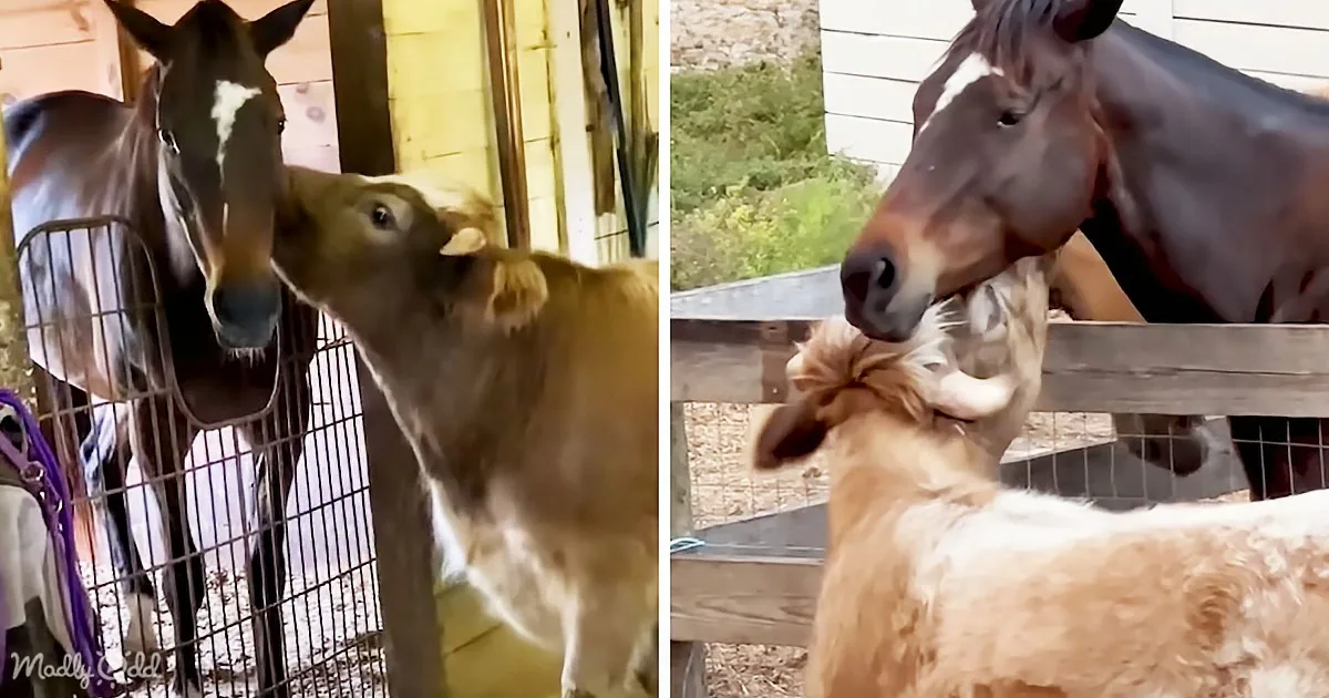 Horse Mornings Made Sweeter by Affectionate and Goofy Cow