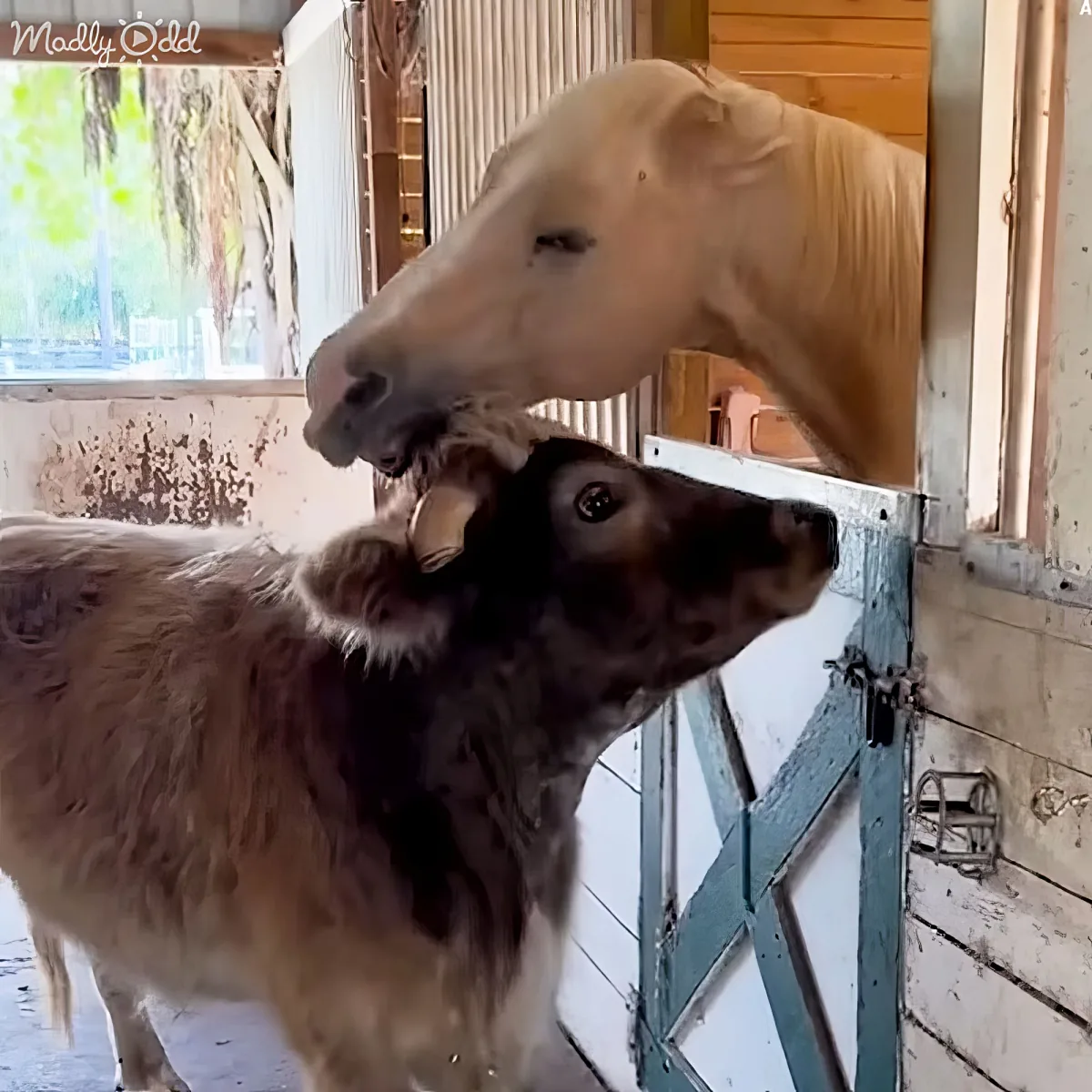 A horse and a calf are interacting closely, with the horse gently touching the calf's head through a barn door.