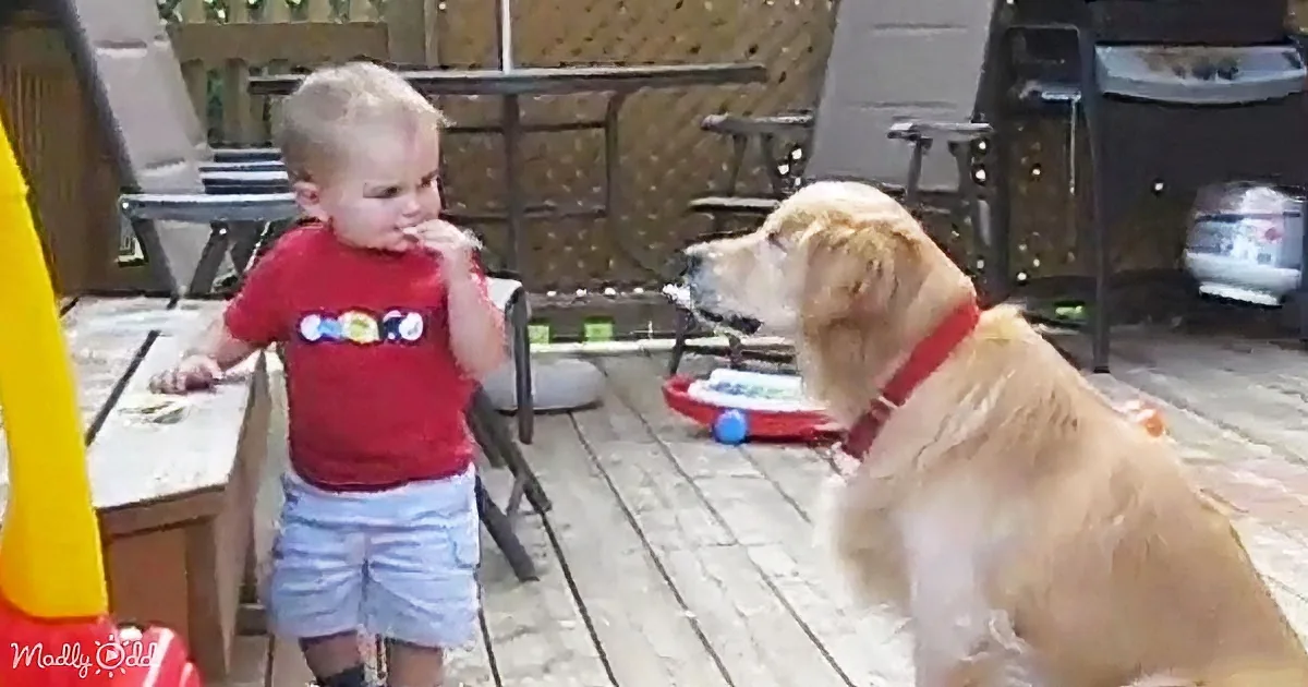 A toddler in a red shirt interacts with a golden retriever on a wooden deck.