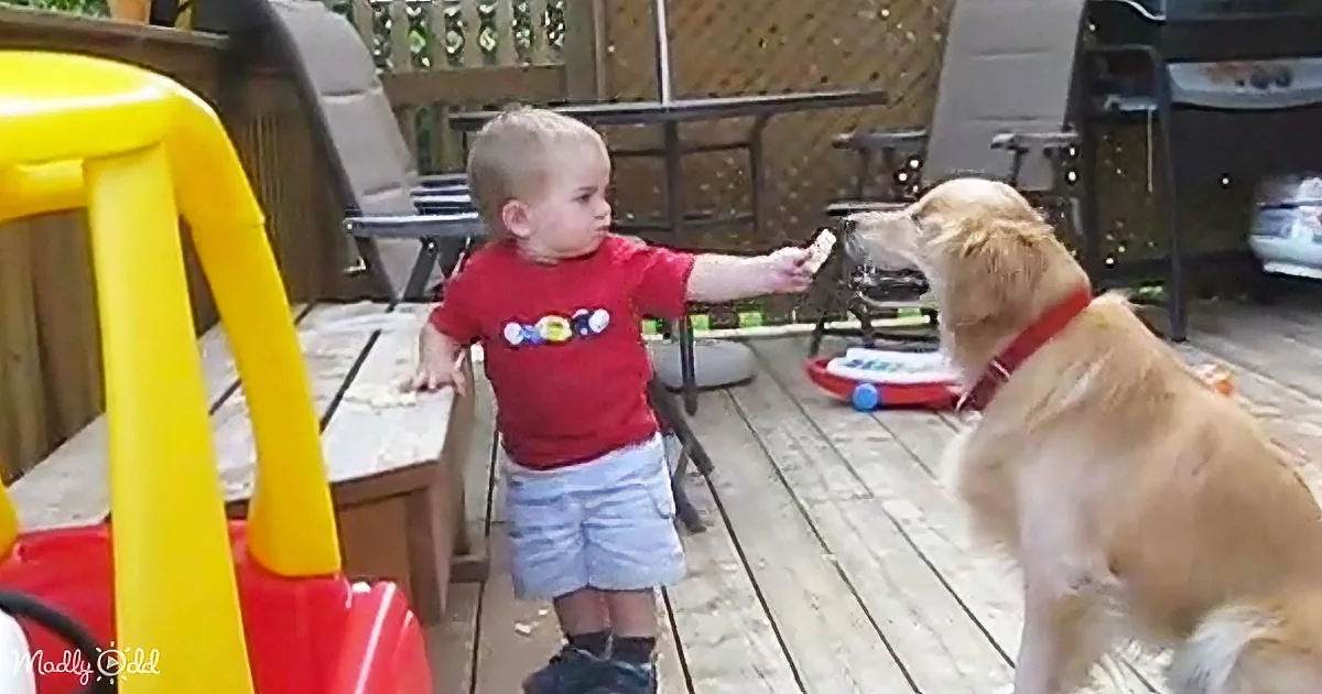 A toddler in a red shirt offers a treat to a golden retriever on a wooden deck.