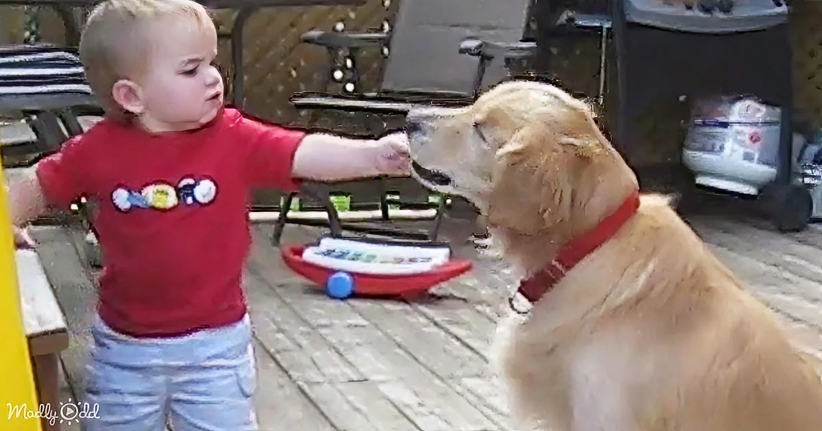 A toddler in a red shirt reaches out to a golden retriever on a wooden deck.
