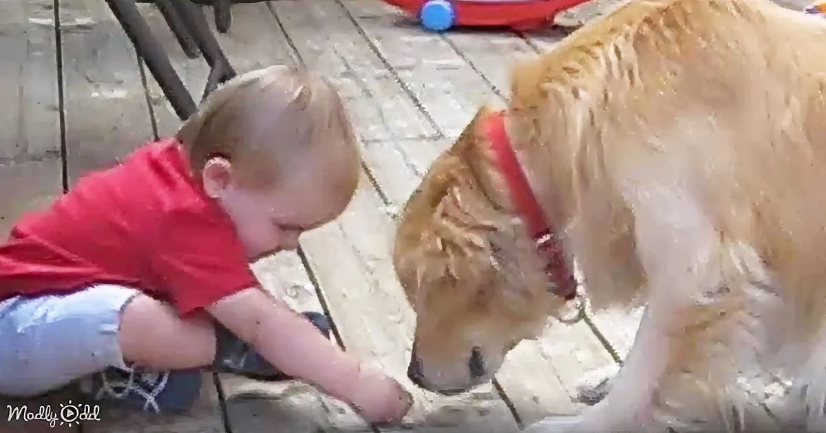 A young child in a red shirt interacts closely with a golden retriever on a wooden deck.