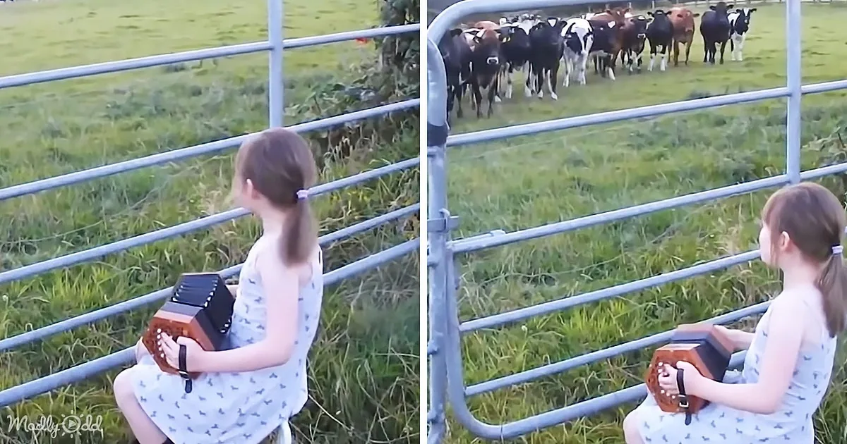 Experience the Musical Spell of a Little Girl's Accordion on a Herd of Cows