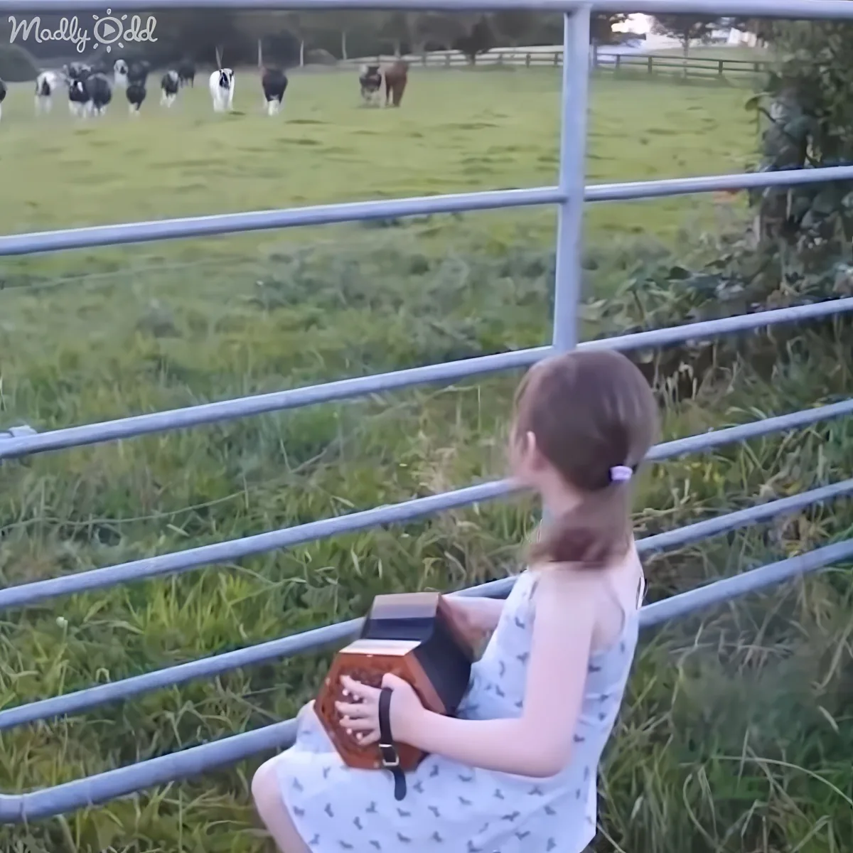 A young girl sits on a fence, holding a brown purse, watching cows in a grassy field.