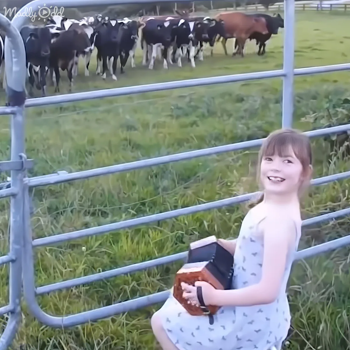 A young girl in a white dress holds a small instrument, smiling, with cows grazing behind a metal fence in a grassy field.