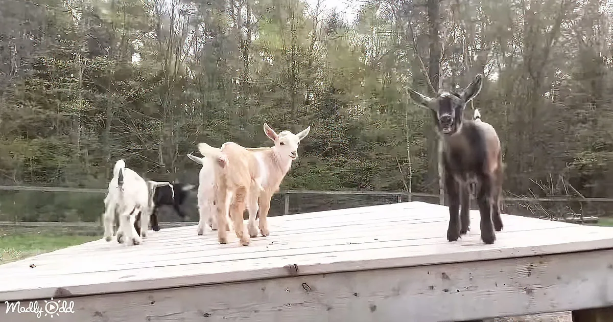 Four goats stand on a wooden platform, with one facing forward and the others looking around, surrounded by trees.