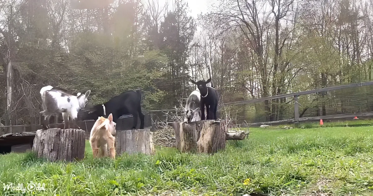 Goats and a calf gather on wooden stumps in a grassy field with trees and a fence in the background.