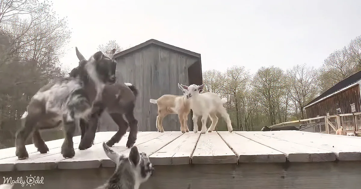 Goats stand on a wooden platform near a barn, with trees and a cloudy sky in the background.