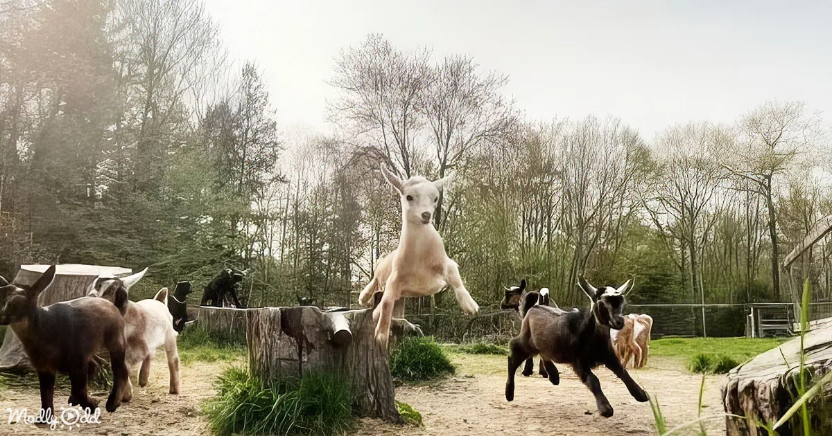 An Unexpected Rush Hour Filled With Frolicking Baby Goats