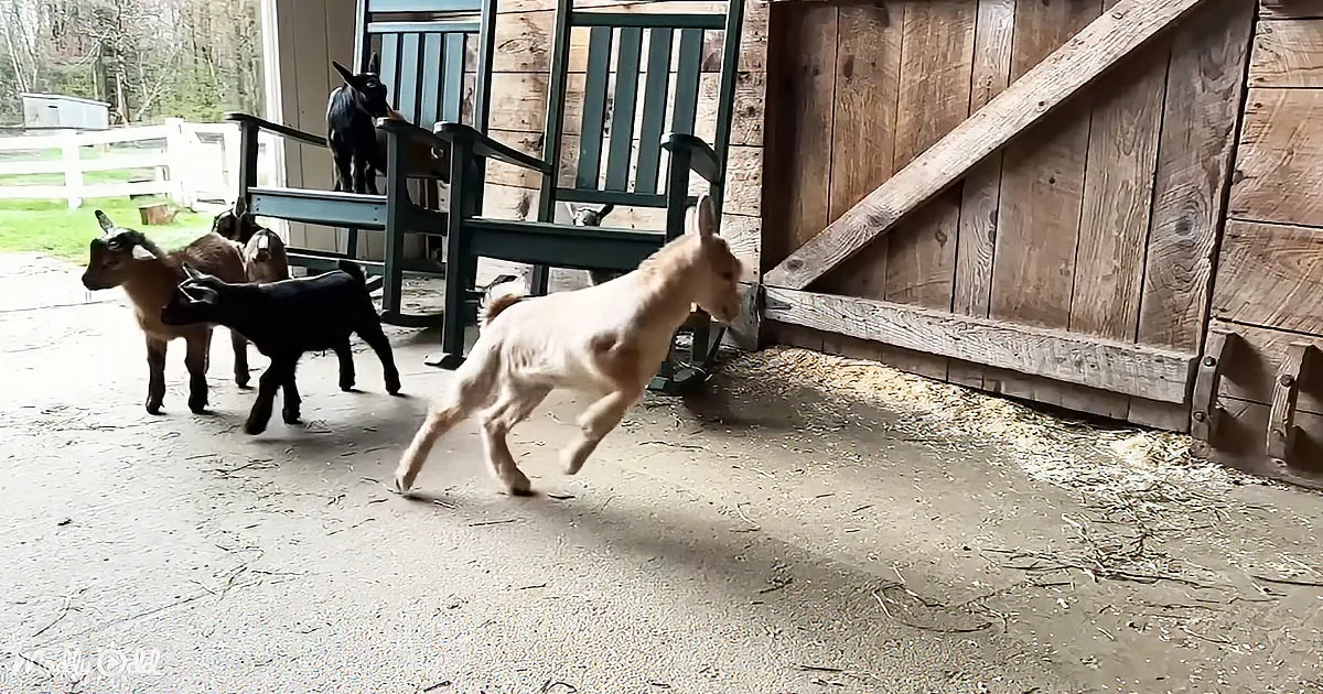 A light brown goat runs energetically inside a barn, with other goats and a dog in the background.