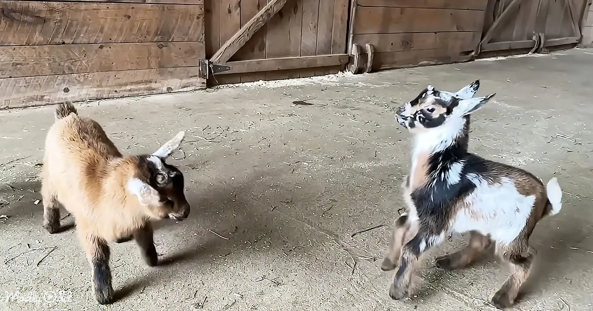 Two goats, one standing on hind legs, appear to be interacting in a barn-like setting with wooden walls and a dirt floor.
