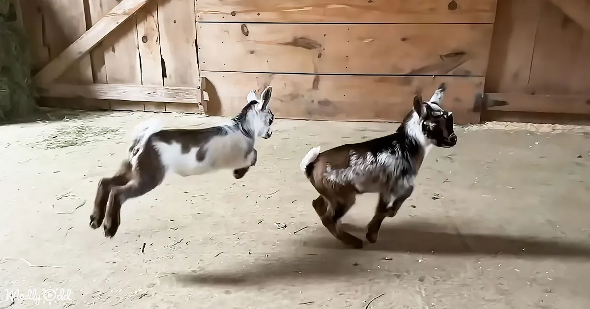 Two playful goats run side by side in a barn, one mid-jump, both energetic.