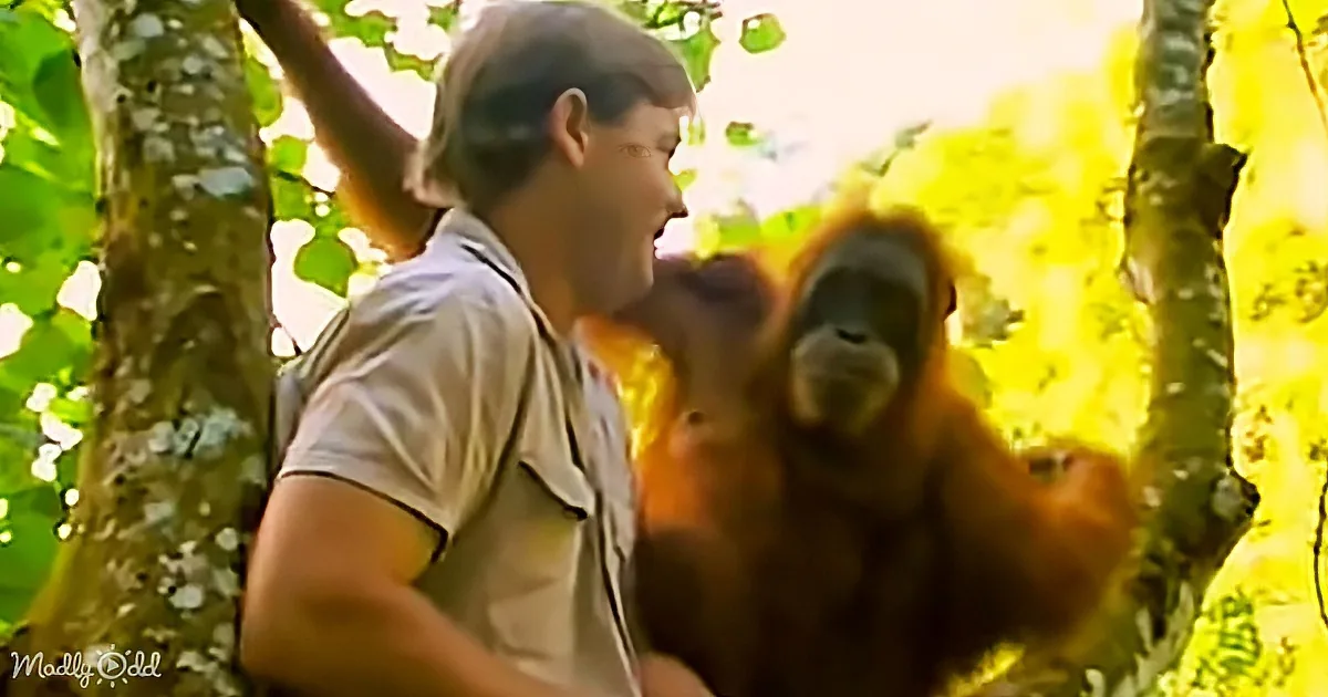 A man in a beige shirt interacts with an orangutan in a lush, sunlit forest setting.