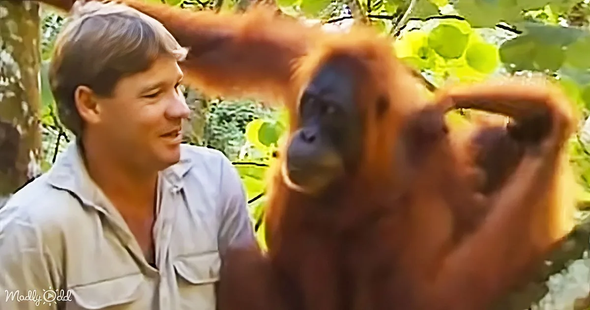 A man in a light shirt smiles as an orangutan, holding a branch, looks at him in a lush green forest.