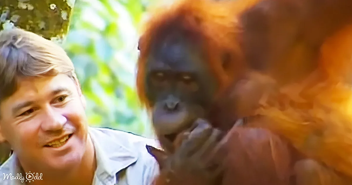 A man smiles next to an orangutan in a lush, green outdoor setting.