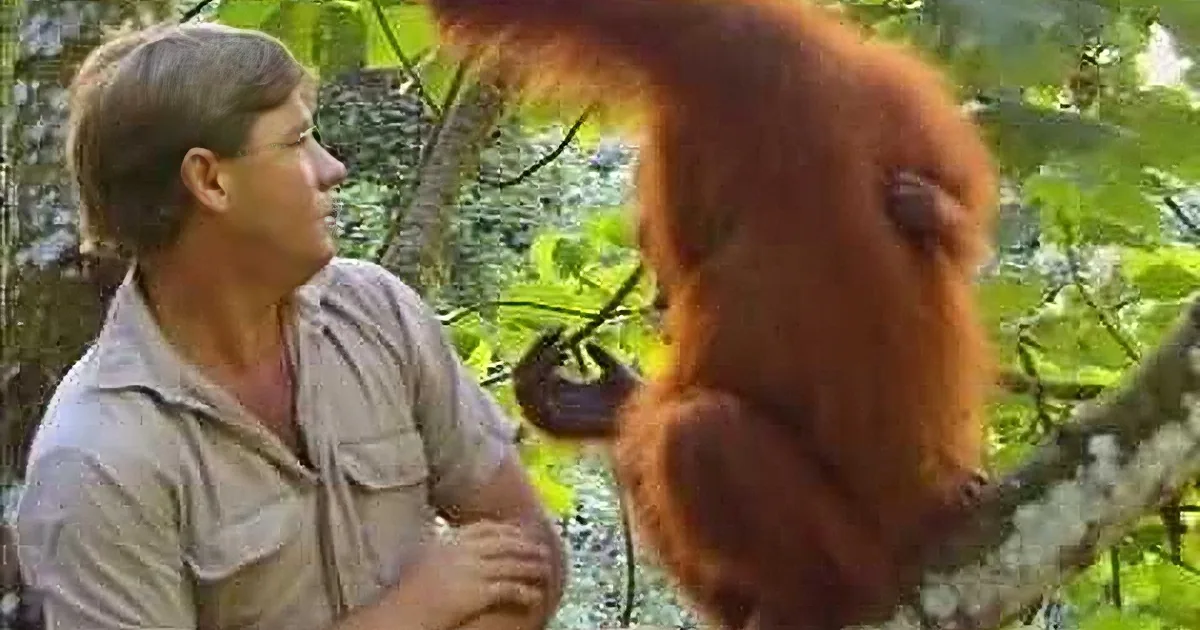 Steve Irwin's Touching Encounter With Mama Orangutan & Her Baby