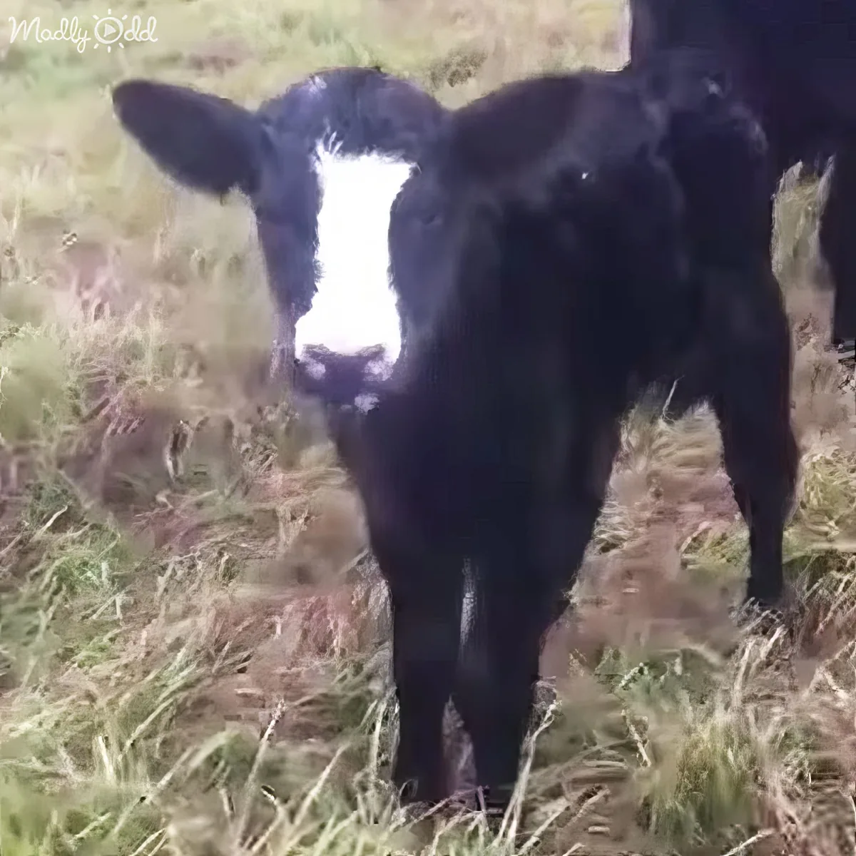 A black and white cow stands in a grassy field, looking directly at the camera.
