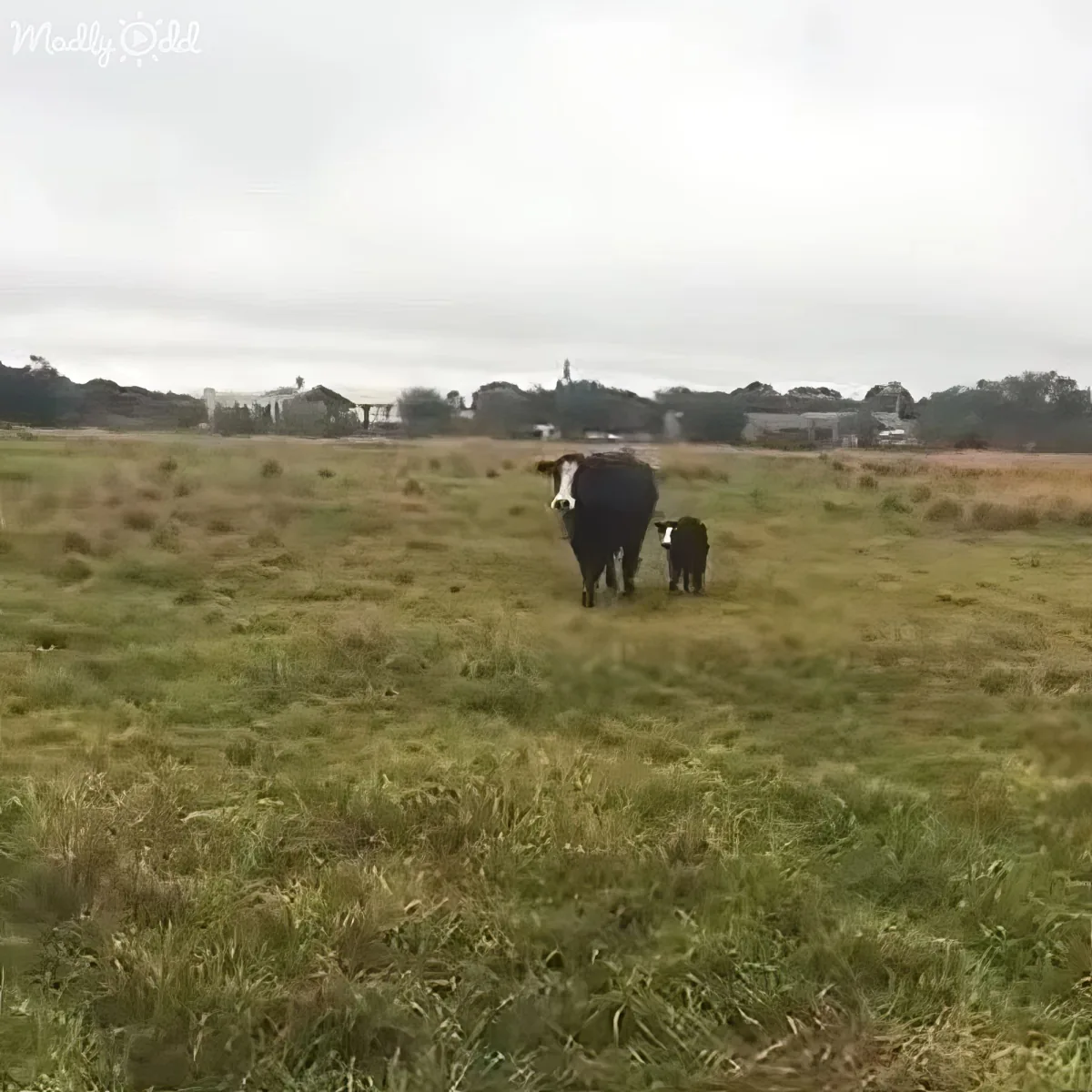 A cow and its calf stand in a grassy field under an overcast sky.