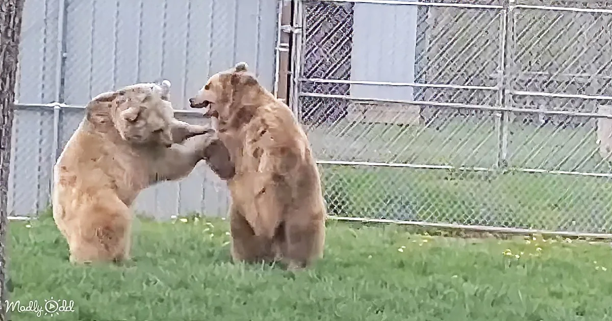 Two bears are playfully interacting in a grassy enclosure with a chain-link fence in the background.