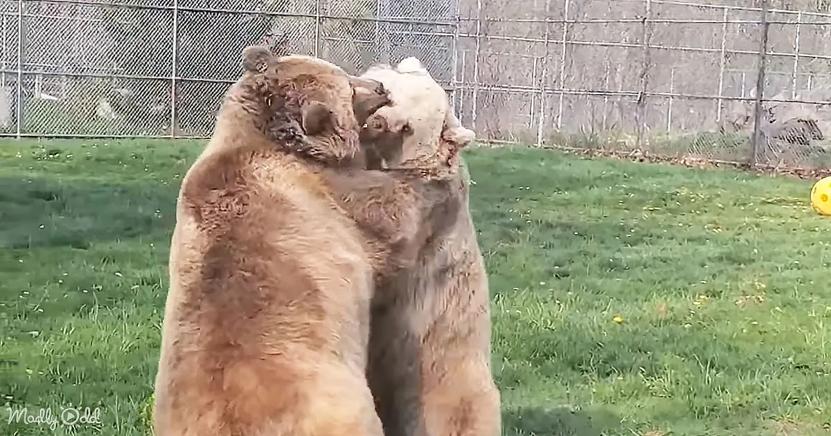 Two bears are playfully interacting in a grassy enclosure, with one bear standing on its hind legs.