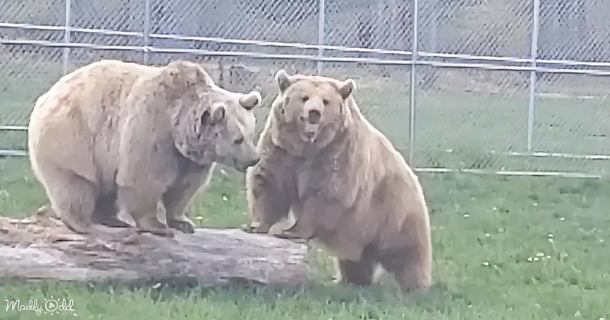 Two brown bears stand on grass near a log, one appears to be sniffing or interacting with the other.