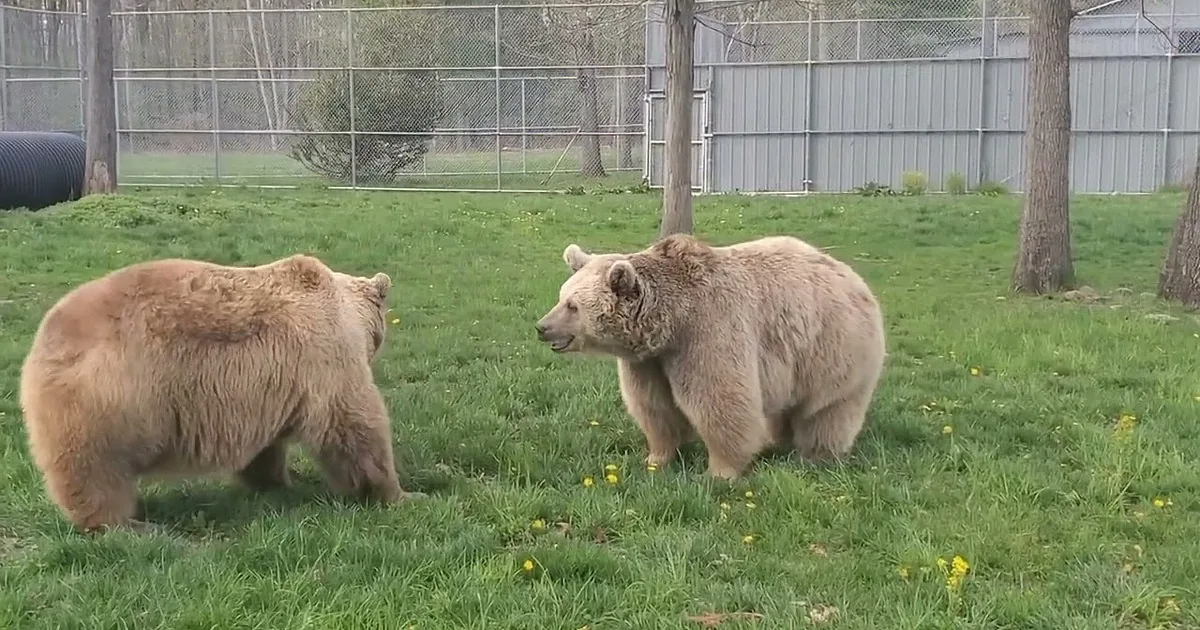 Heartwarming Tale of Syrian Bears Forming an Inseparable Bond at a Sanctuary