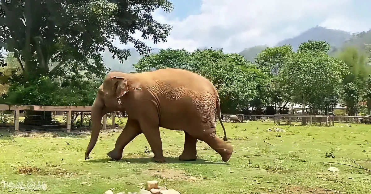 An elephant walks across a grassy field with trees and a mountain in the background.