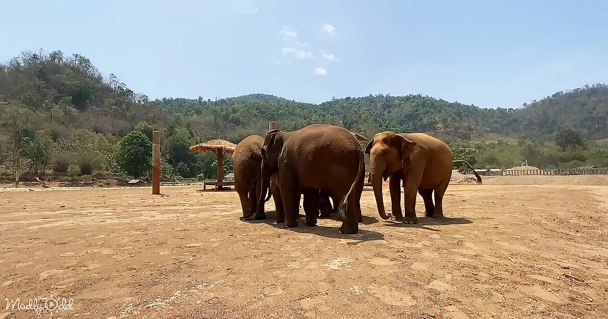 Three elephants stand together on dry ground under a clear sky, with a hillside and trees in the background.
