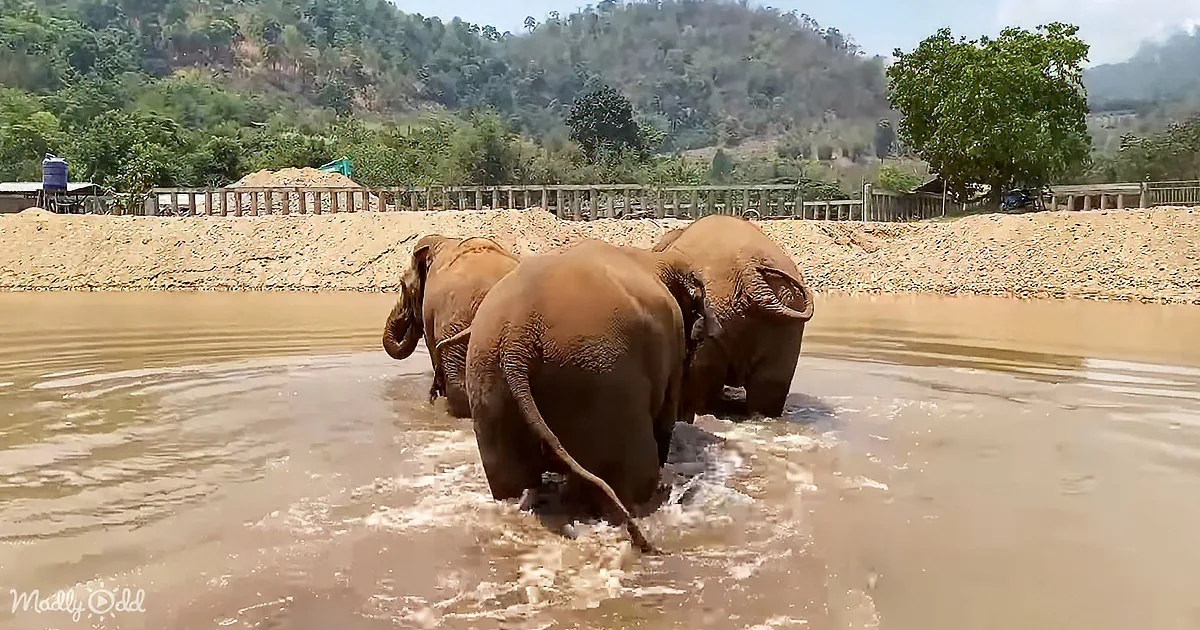 Three elephants wade through muddy water near a sandy bank with trees and hills in the background.