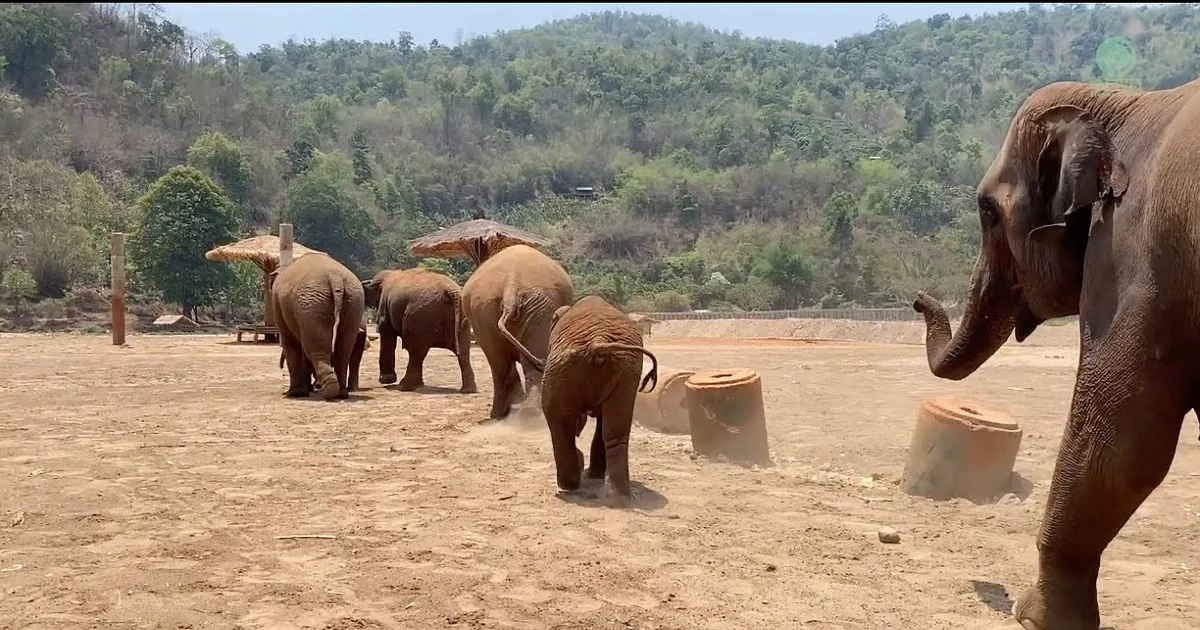 Joyful Reunion at the Elephant Sanctuary as Babies Join the Herd for a Swim