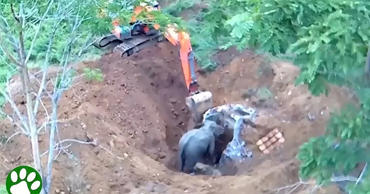 Life-Saving Rescue Mission Frees Baby Elephant Trapped in 8-Feet-Deep Drain
