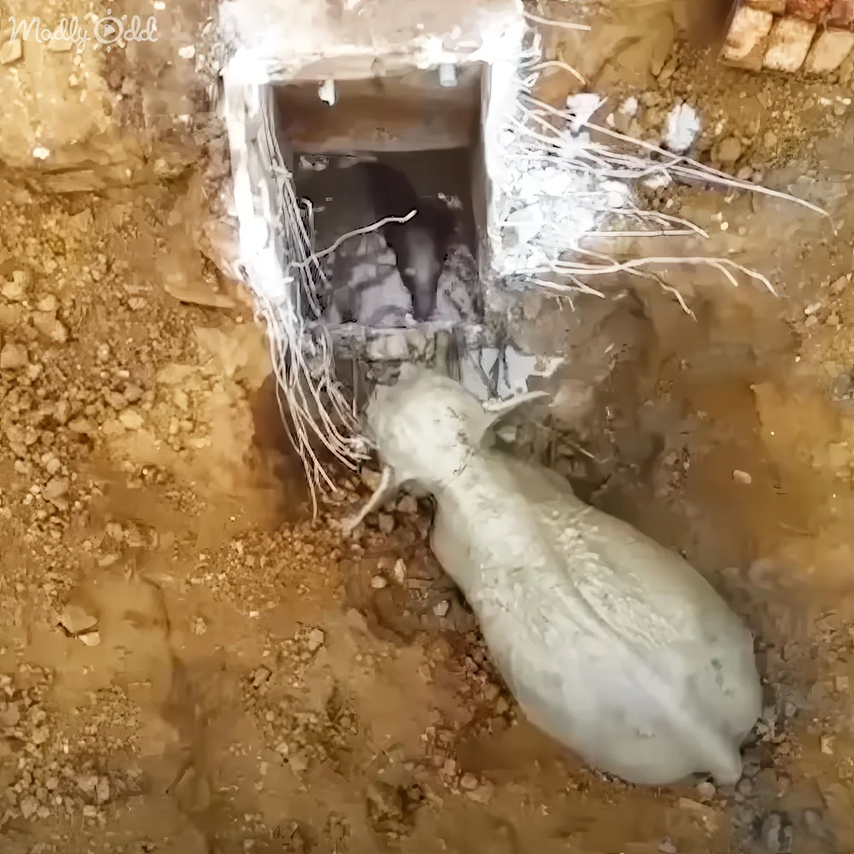 A large, pale, elongated object lies in a dirt-filled trench, partially covered by debris.