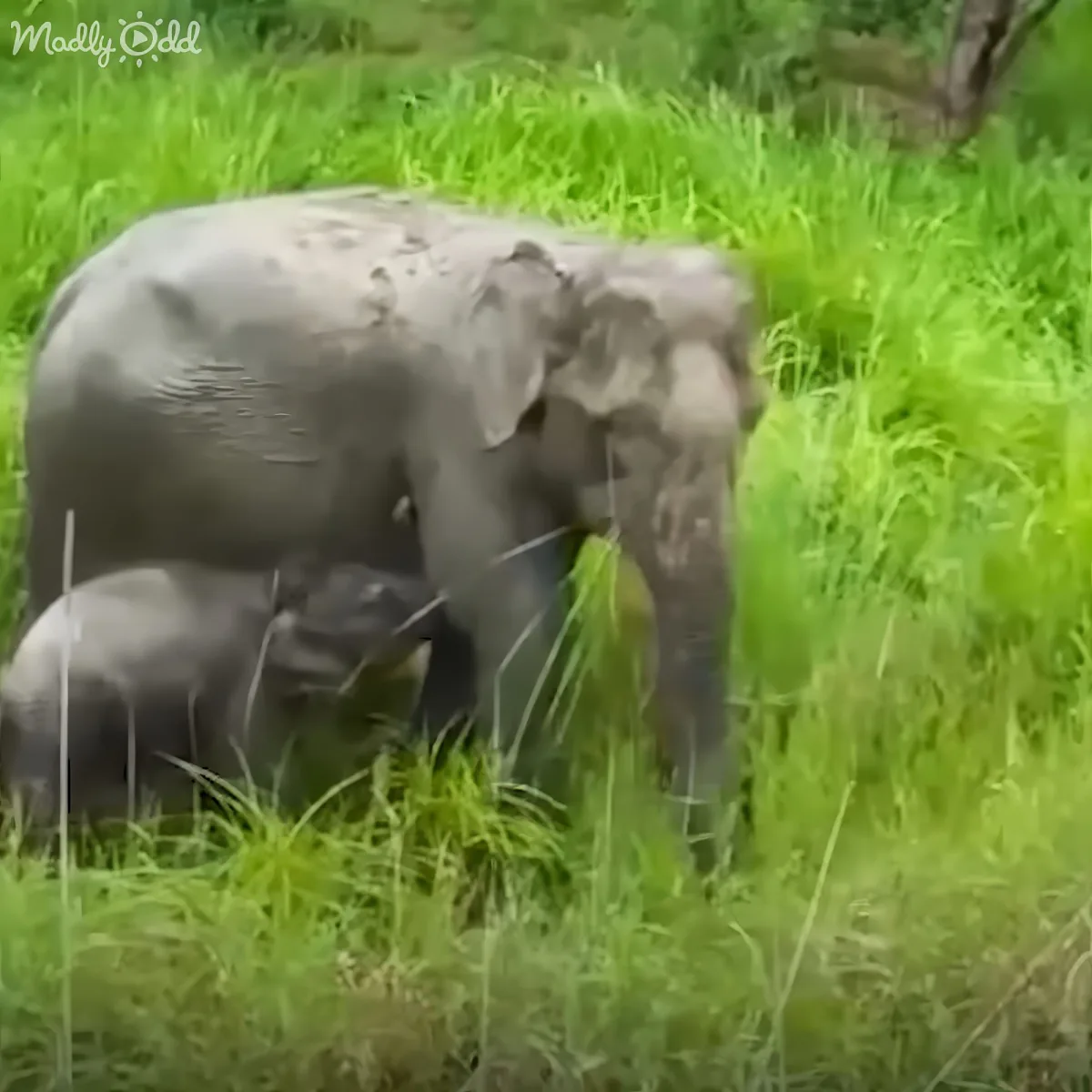 Two elephants, one standing and one lying down, in a lush green grassy field.