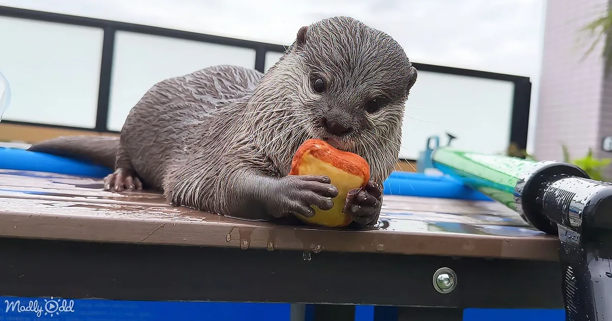 Funny Otter Steals the Spotlight With New 'Bread-Toy' Business Venture