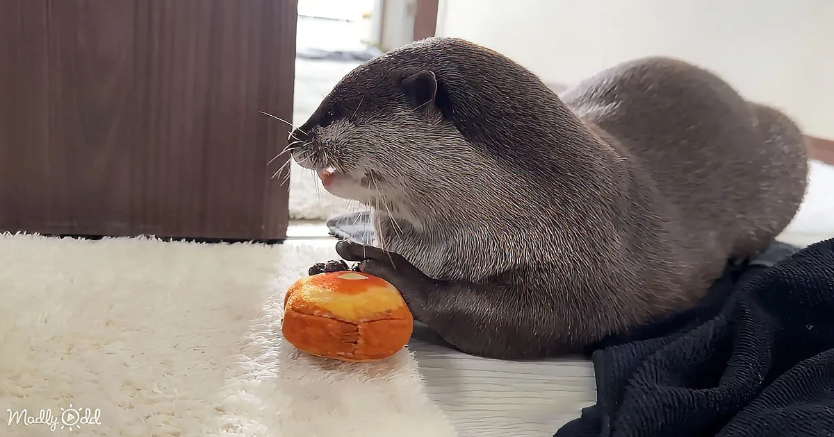 An otter is lying on a rug, holding and examining an orange fruit with its paws.