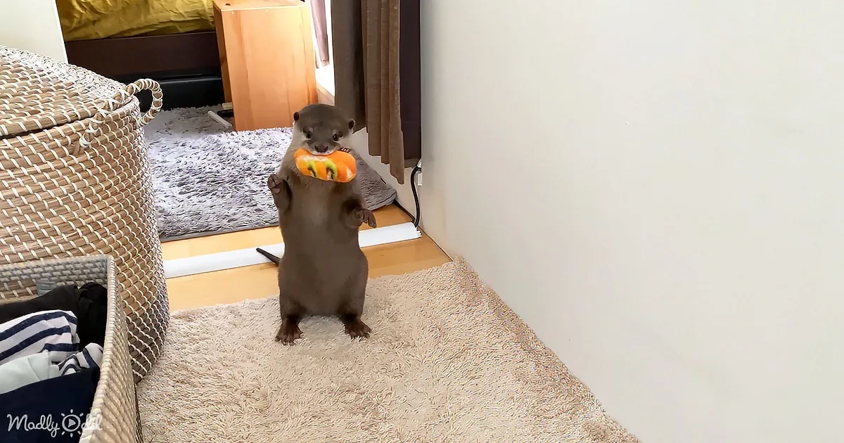 An otter stands on its hind legs, holding a toy in its mouth, on a fluffy beige rug in a cozy room.