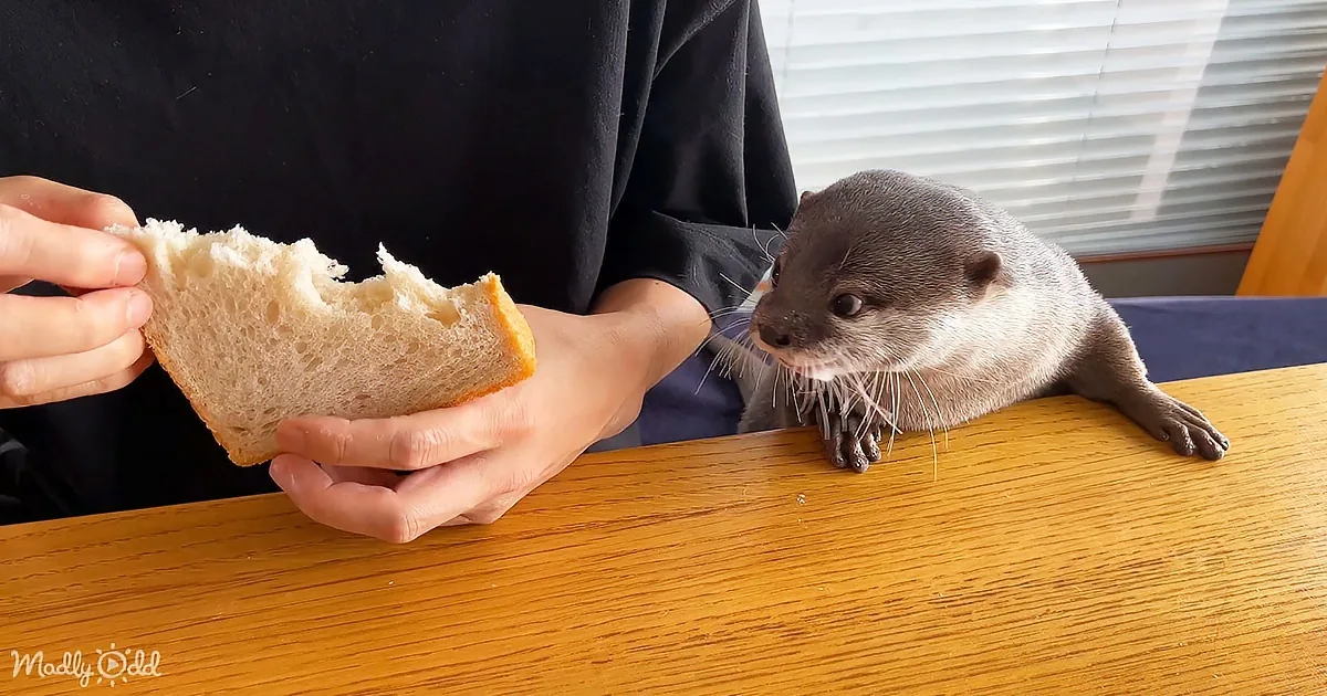 A person holds a piece of bread while an otter watches curiously on a wooden table.