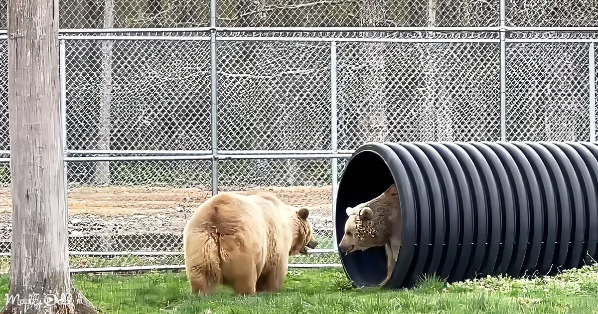 Two bears, one inside a black tunnel, the other standing nearby in a fenced enclosure.